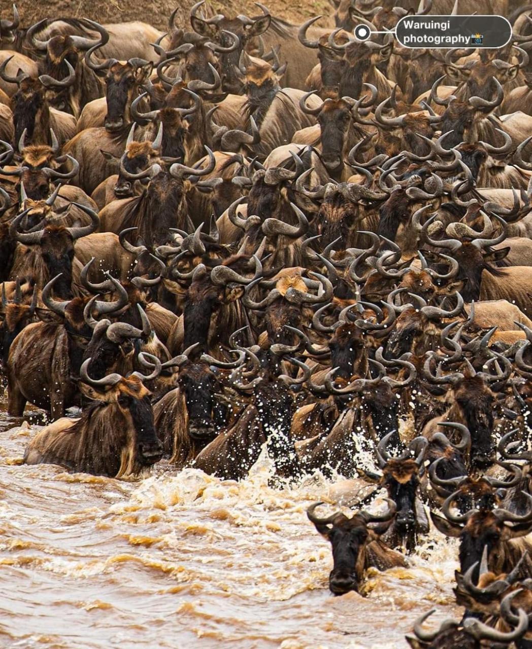 Oloirien Tented Camp Hotel Mara Simba Bagian luar foto